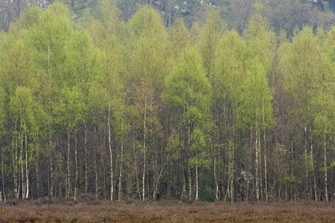 Vogelkijkscherm in Berkenbos and De Balij