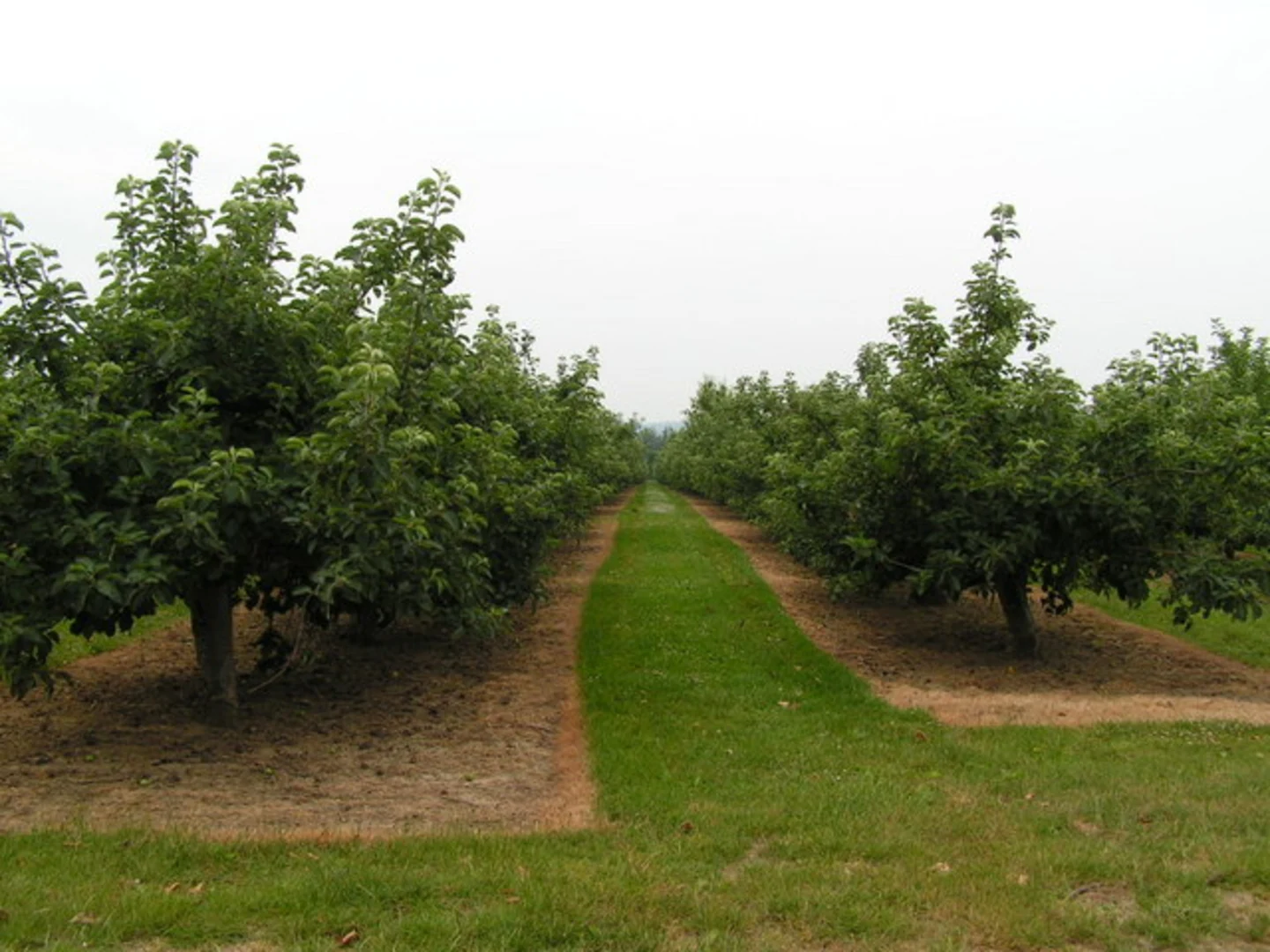 An image depicting the trail Style Place Farm Reservoir and River Medway and its surrounding area.