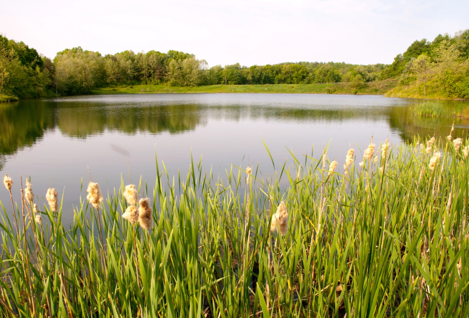 An image depicting the trail Howe Hale Connector Trail and its surrounding area.