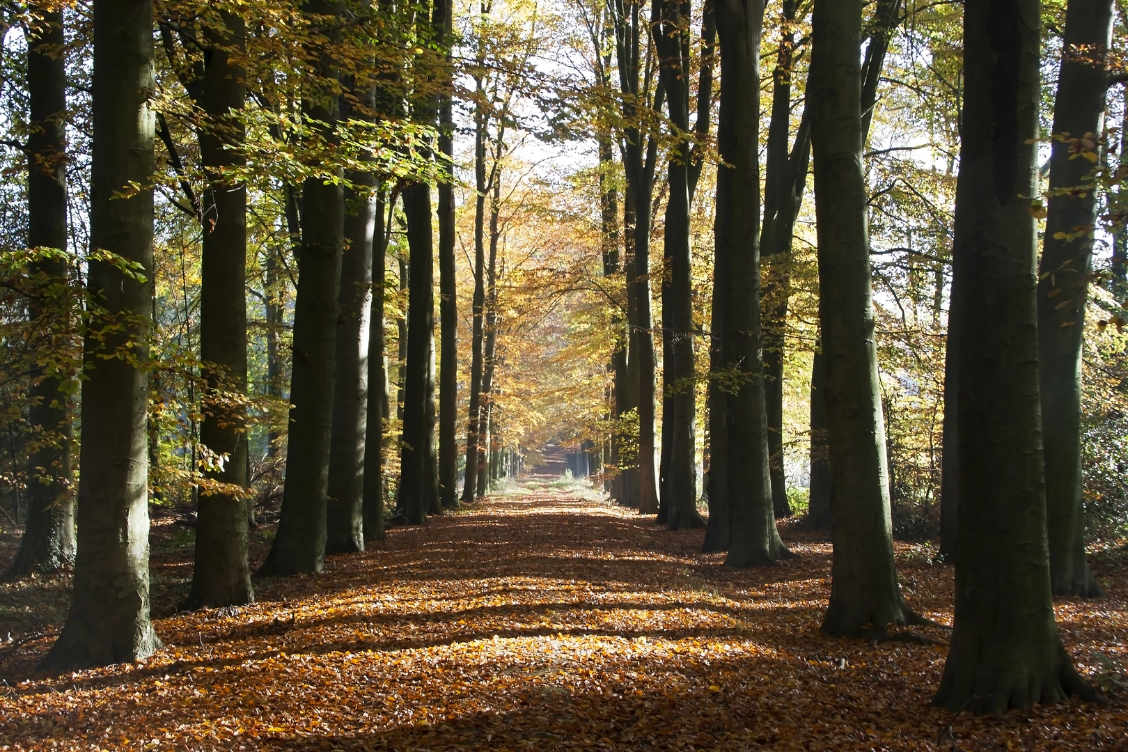 An image depicting the trail Hakenberg and De Hooge Lutte Loop and its surrounding area.