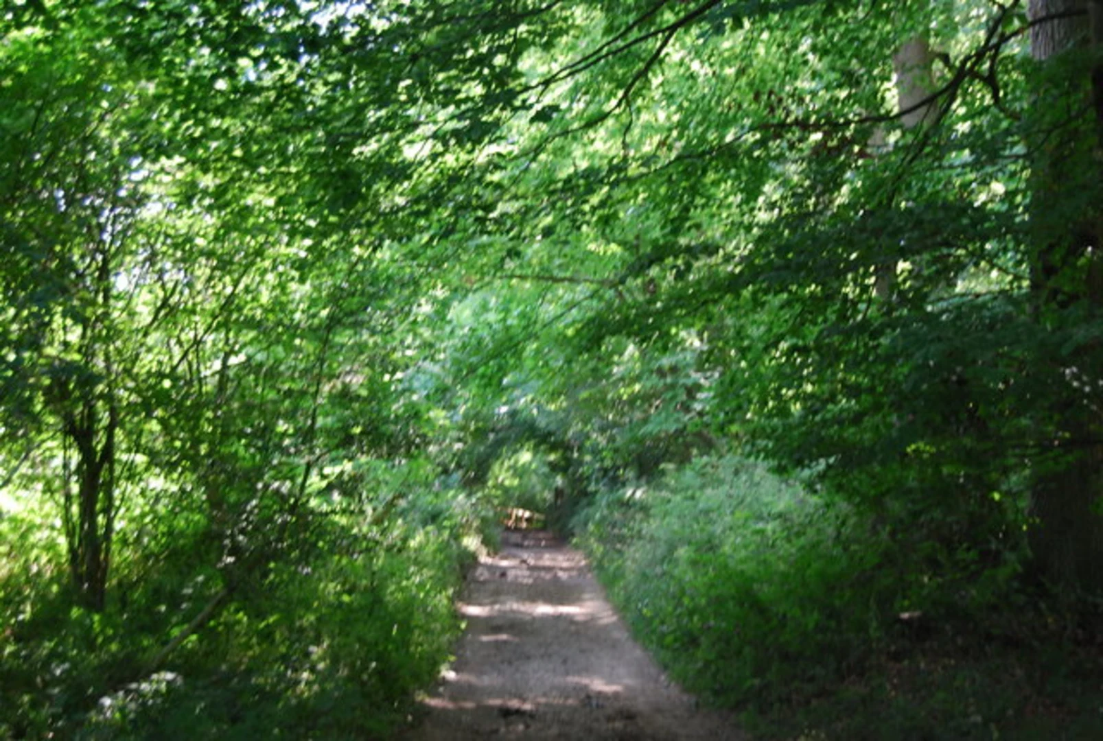 An image depicting the trail Chantry Wood Short Walk and its surrounding area.