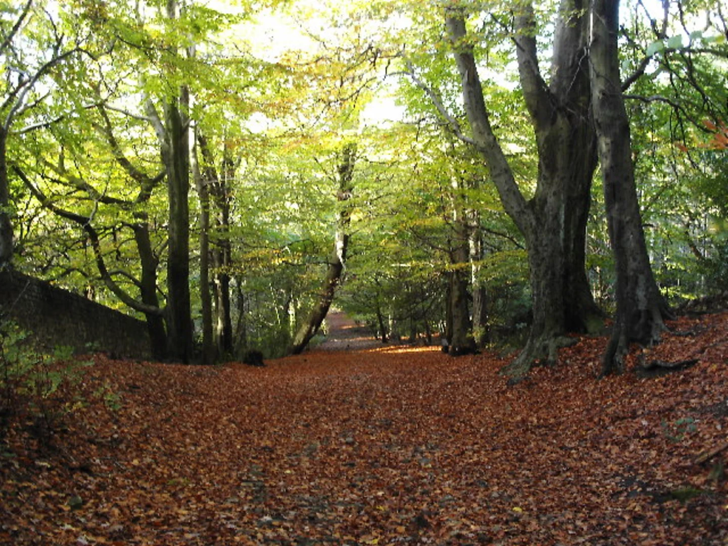 An image depicting the trail Calverley Wood Loop and its surrounding area.