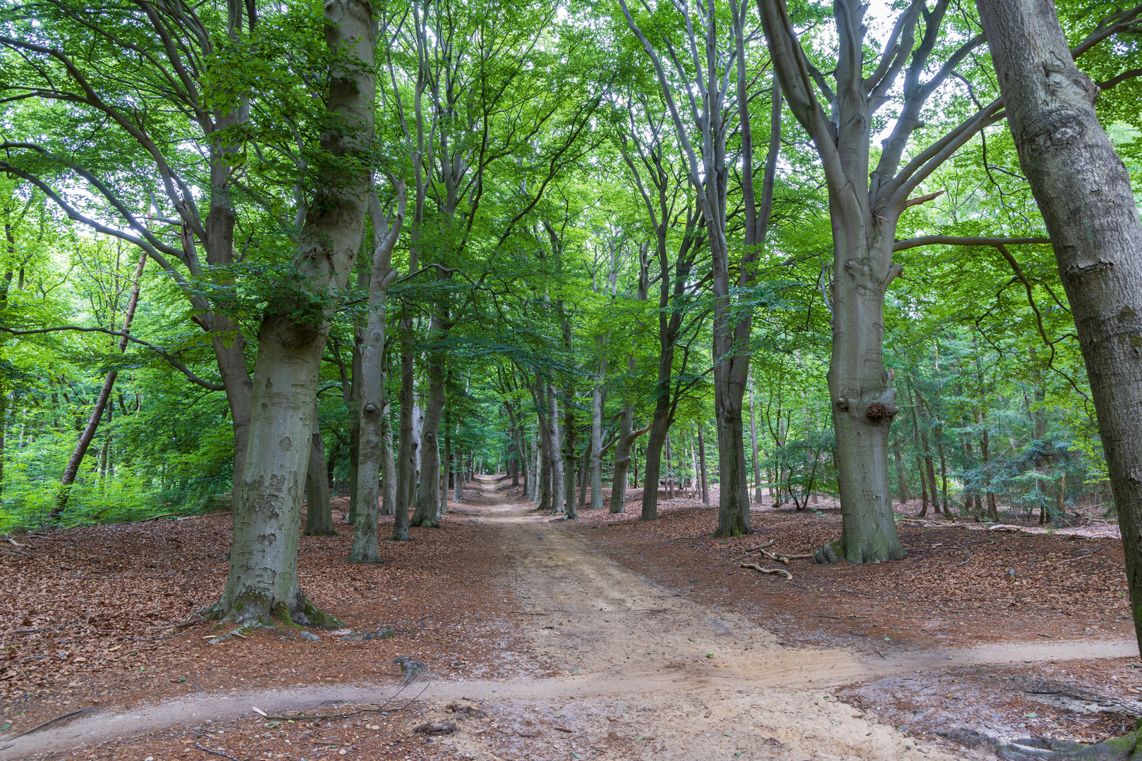 An image depicting the trail Amerongse Berg and Galgenberg Loop and its surrounding area.