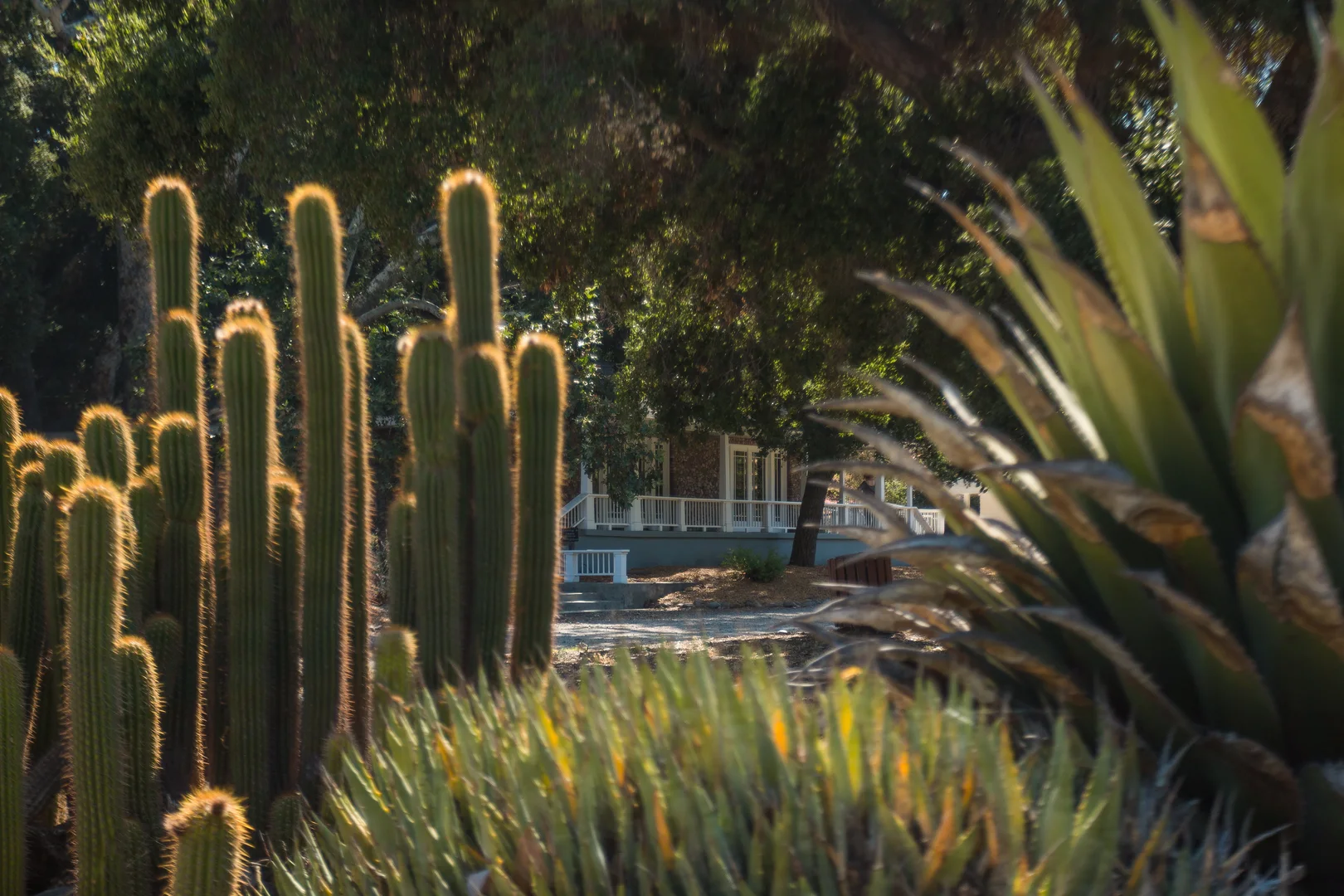 An image depicting the trail Triunfo Creek - Malibou Lake Connector Loop Trail and its surrounding area.