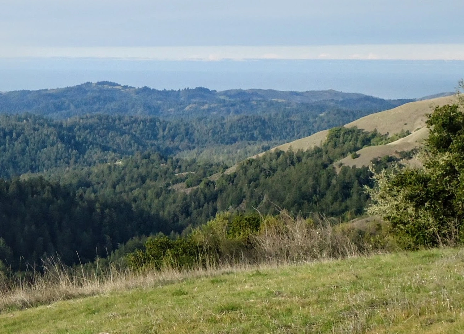 An image depicting the trail Santa Rosalia Mountain via Buzzard Lagoon Road and its surrounding area.