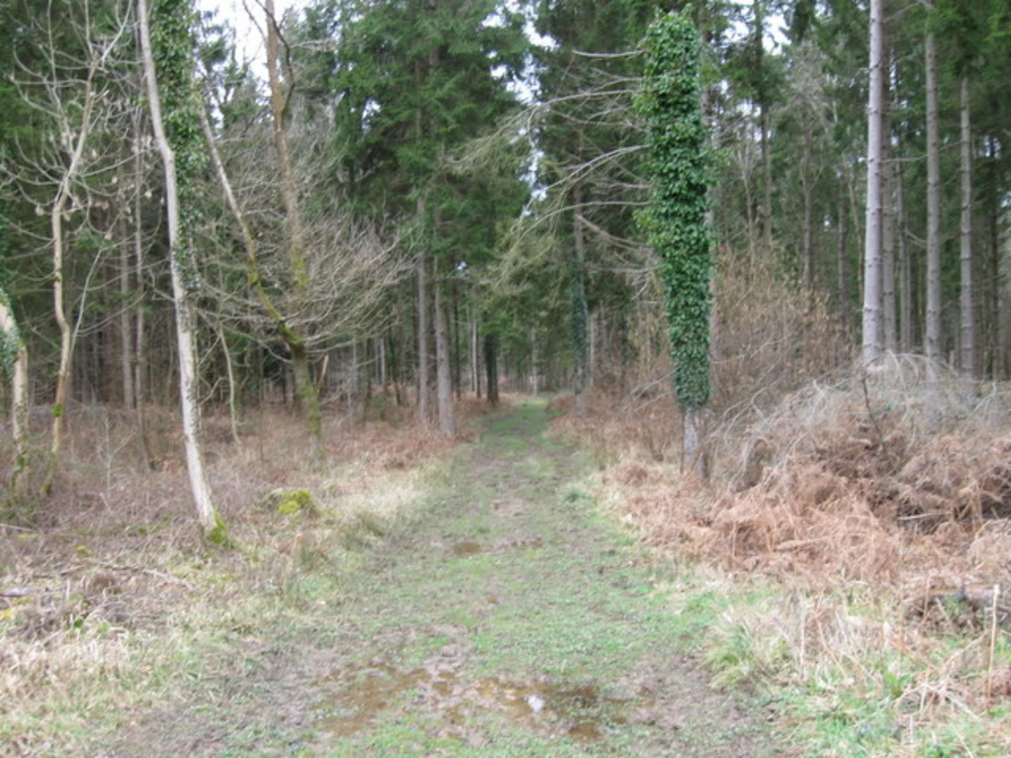 An image depicting the trail Ampfield Wood Loop - Brentry and its surrounding area.