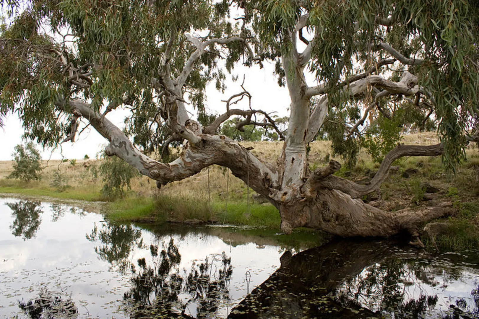 An image depicting the trail Lollypop Creek Walk and its surrounding area.