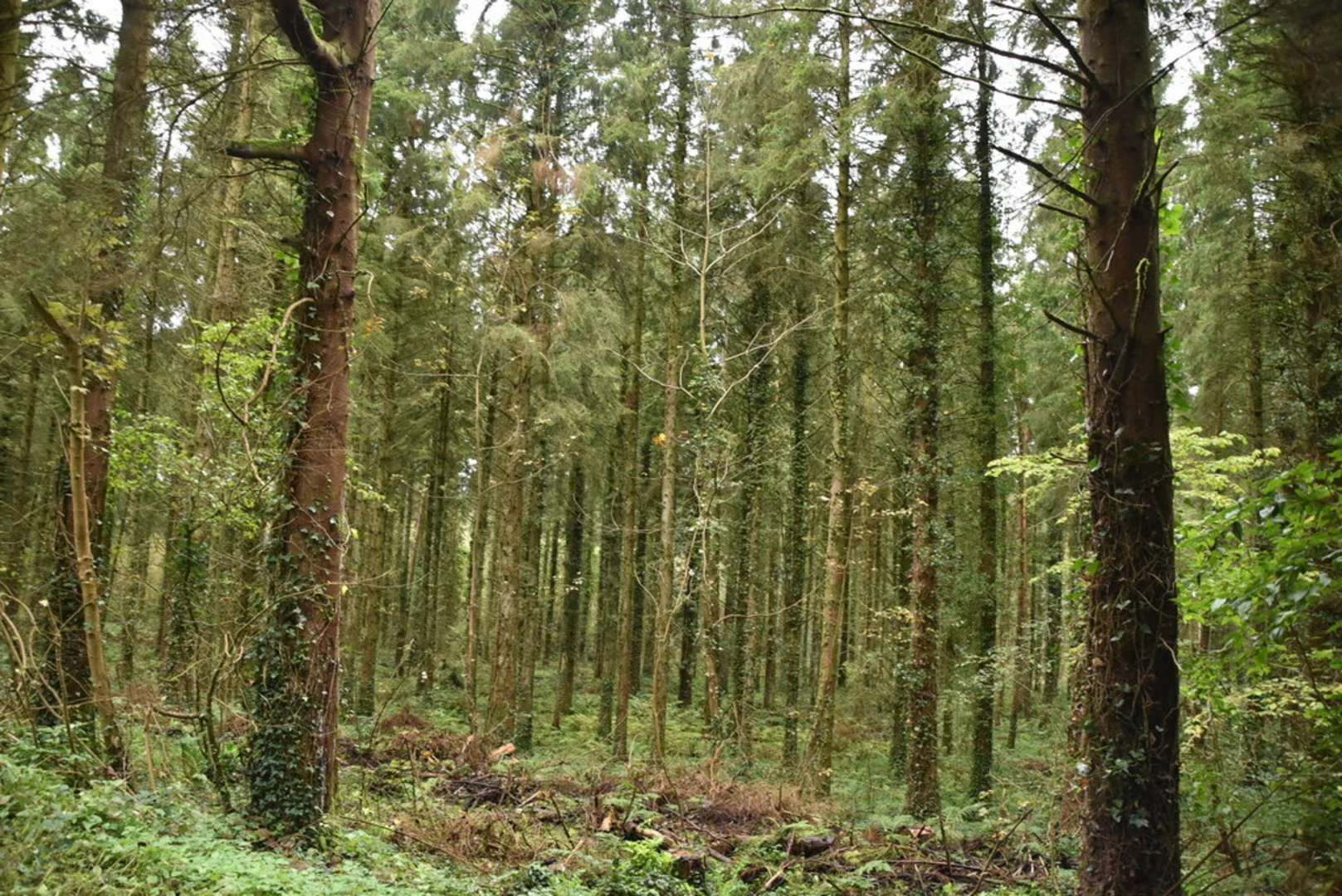 An image depicting the trail Castle Archdale Forest Woodland Riverside Walk and its surrounding area.