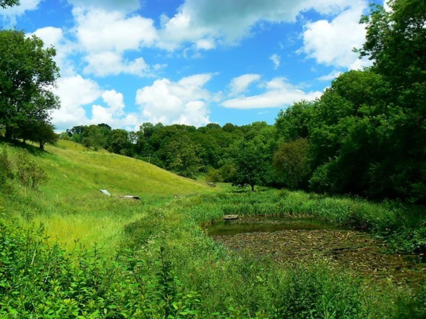 An image depicting the trail Siccaridge Wood and the Frome Valley and its surrounding area.