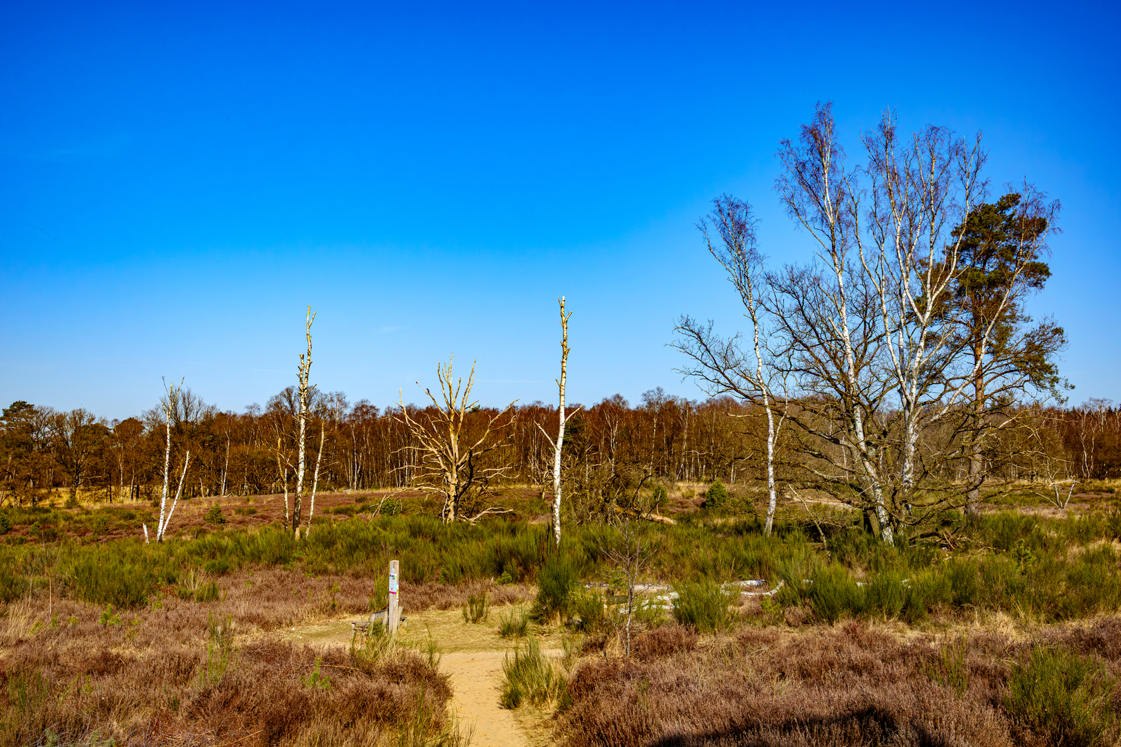An image depicting the trail Effelder Waldsee and Turfkoelen Loop and its surrounding area.