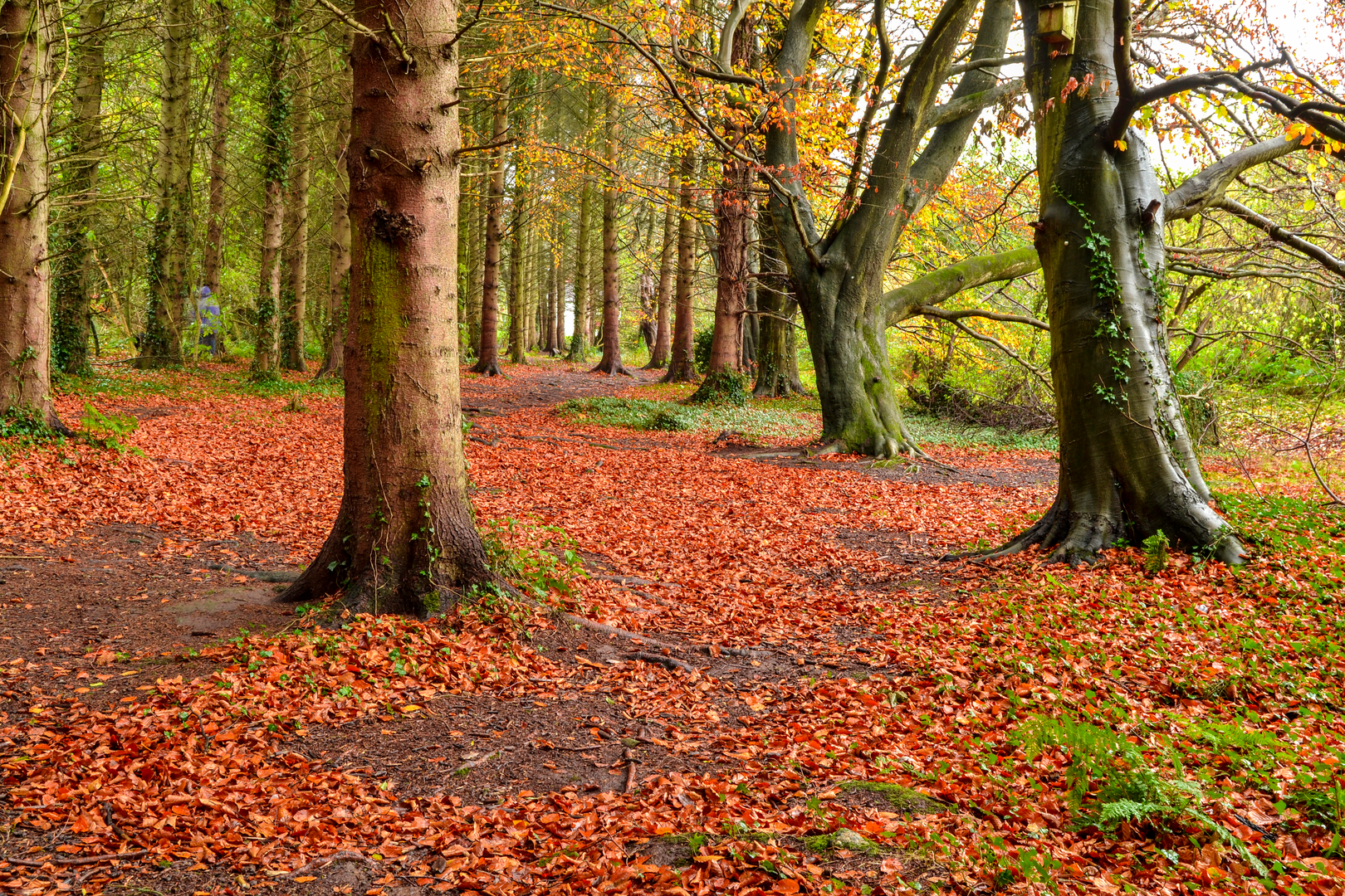 An image depicting the trail Clement Wilson Park and its surrounding area.