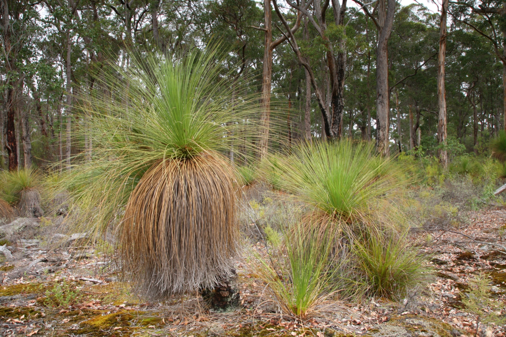 An image depicting the trail Shannon Dam Walk and its surrounding area.