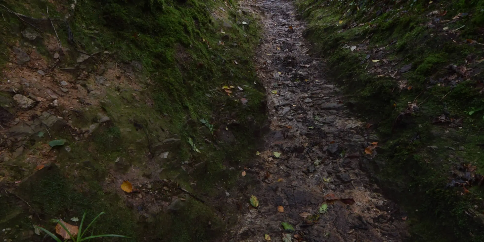 An image depicting the trail Kilminorth Woods from Looe Station Walk and its surrounding area.
