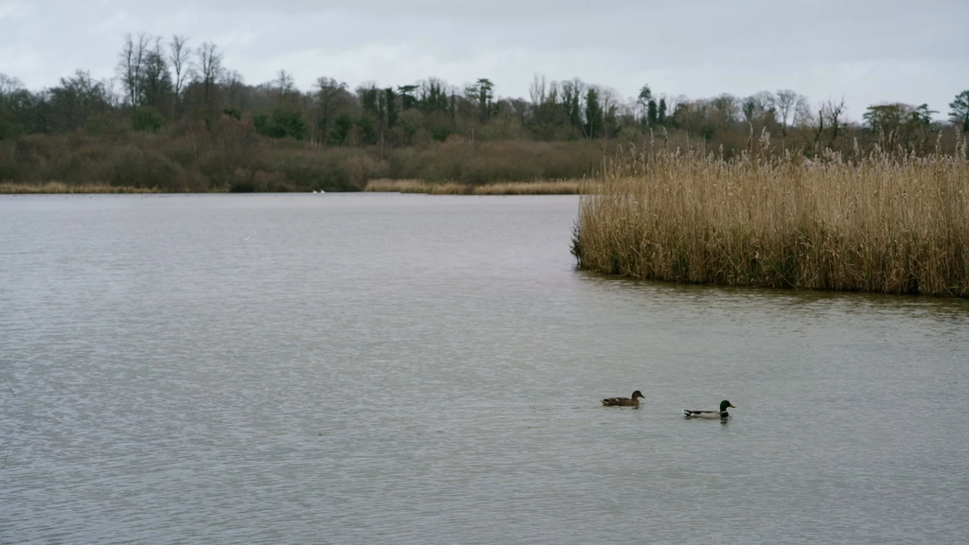 An image depicting the trail Peter Pond via Sussex Border Path and its surrounding area.
