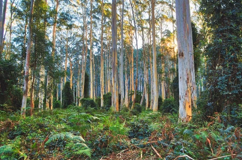 An image depicting the trail Blackheath to Blue Gum Loop and its surrounding area.