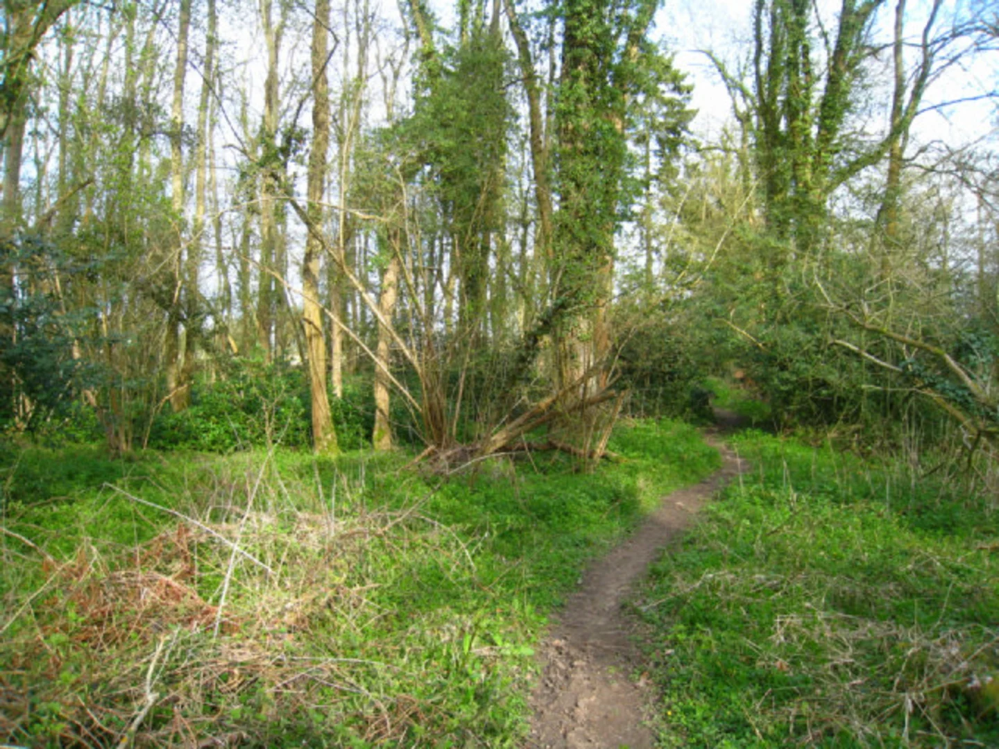 An image depicting the trail Street End Copse, Black Wood and Dipley Copse Loop and its surrounding area.