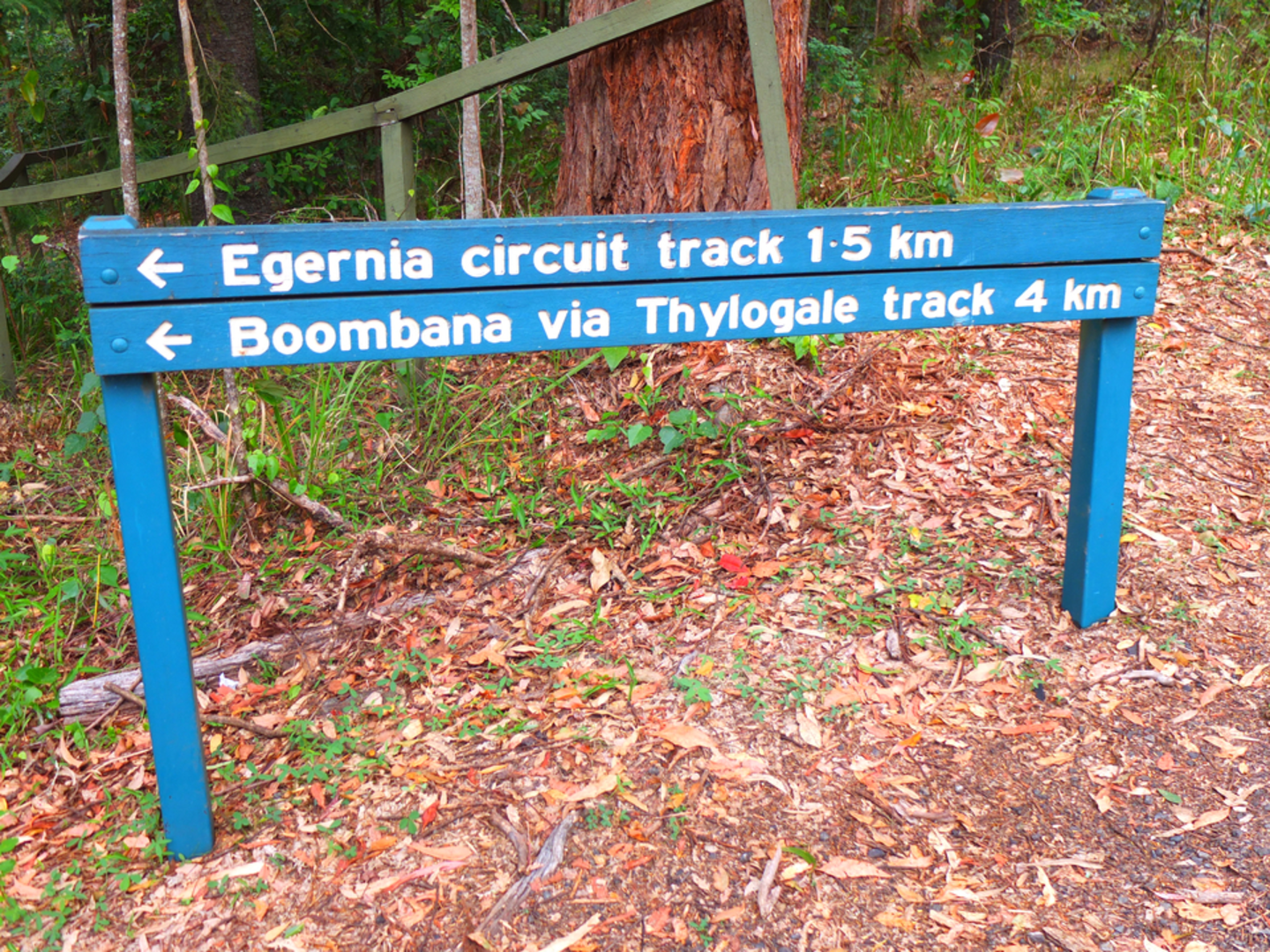 An image depicting the trail Thylogale Walking Track and its surrounding area.
