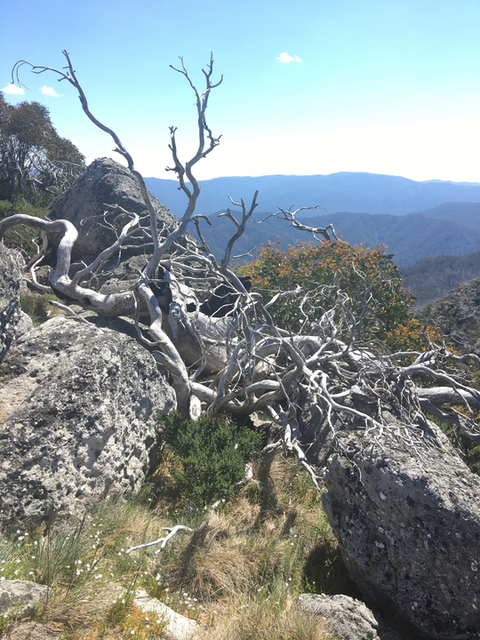 Mount Cobbler Plateau Circuit