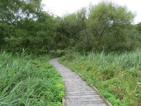 An image depicting the trail Winnall Moors Nature Reserve Loop and its surrounding area.