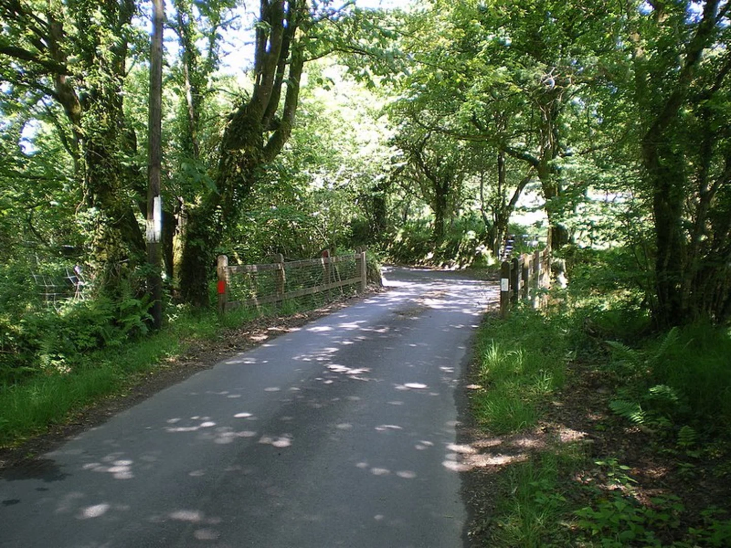 An image depicting the trail Gelli Fawr Walk and its surrounding area.