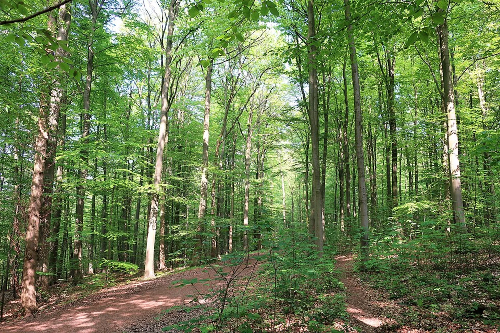 An image depicting the trail Walderlebnispfad Stahlbühl Loop and its surrounding area.