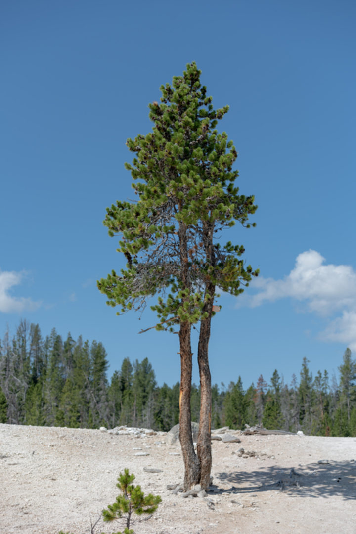 An image depicting the trail Seven Mile Hole Trail and its surrounding area.