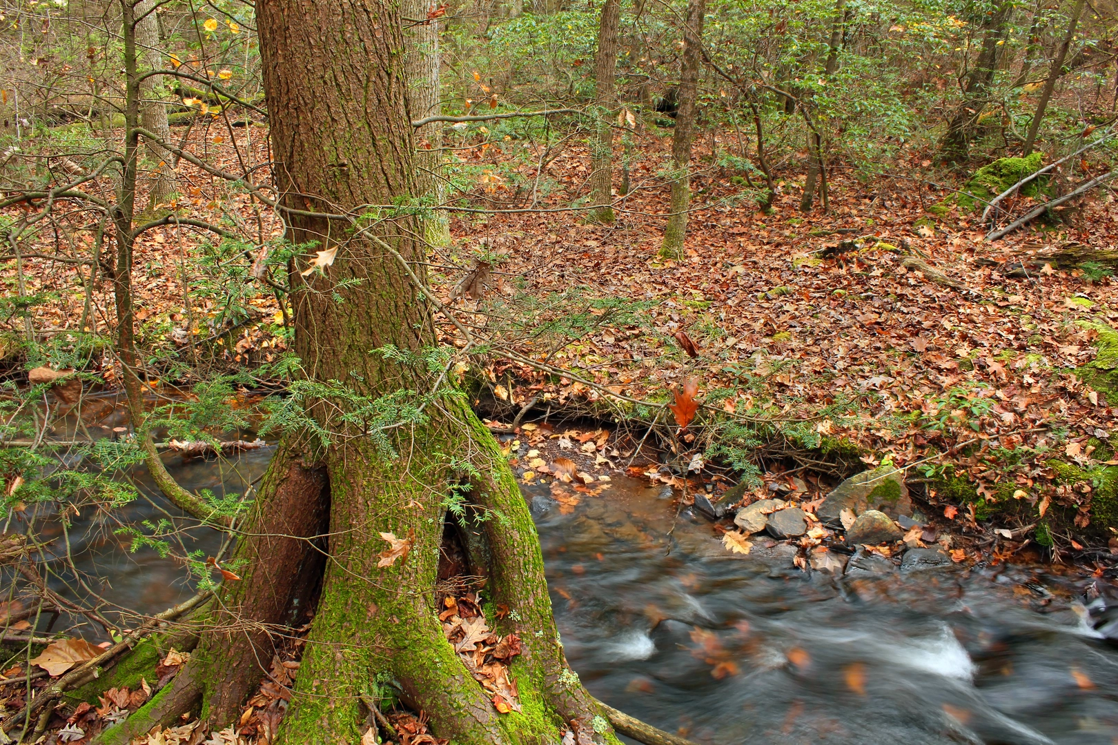 An image depicting the trail Canada Hollow Road and Old Hill Road Loop and its surrounding area.