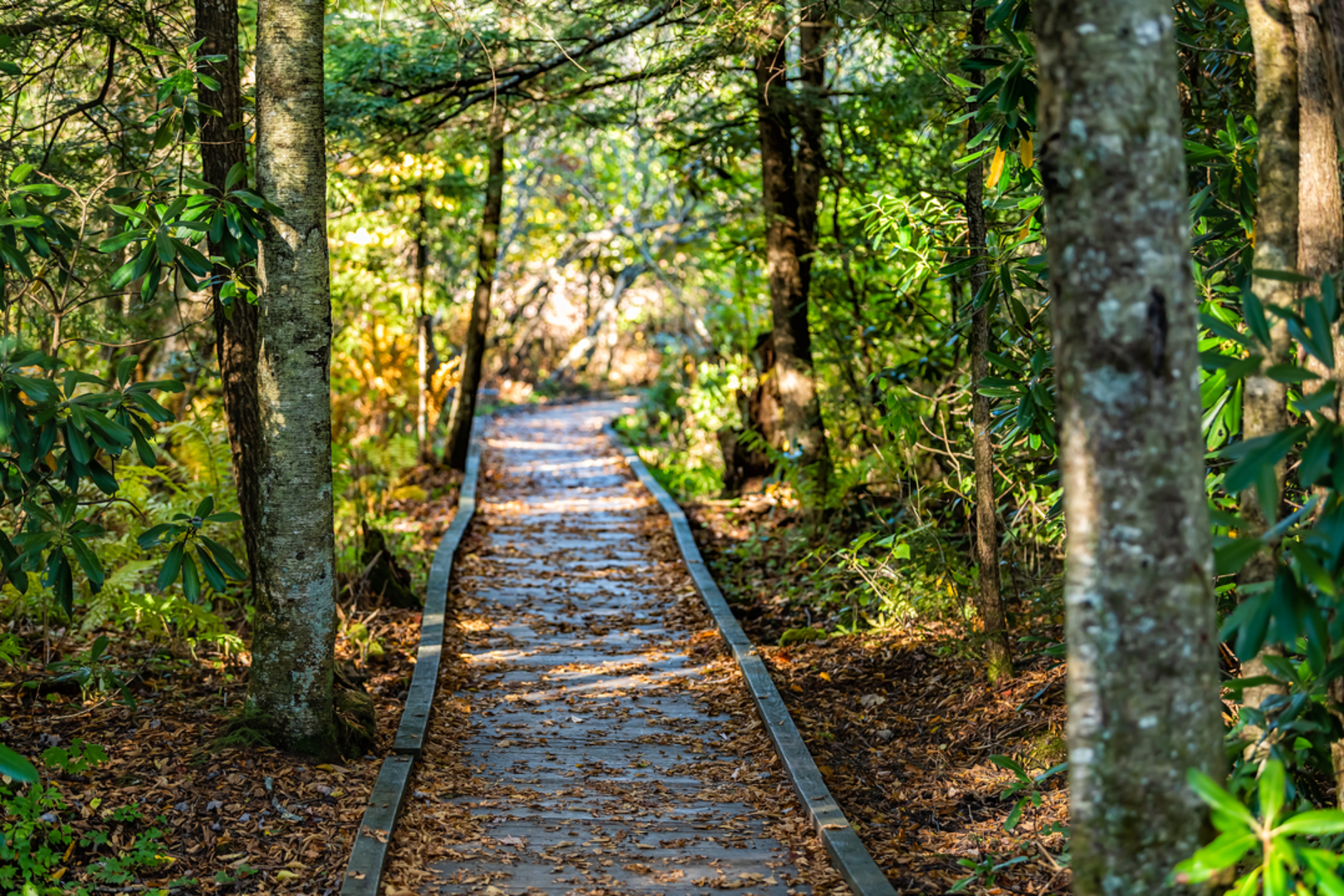 An image depicting the trail Cranberry Glades Boardwalk Trail and its surrounding area.