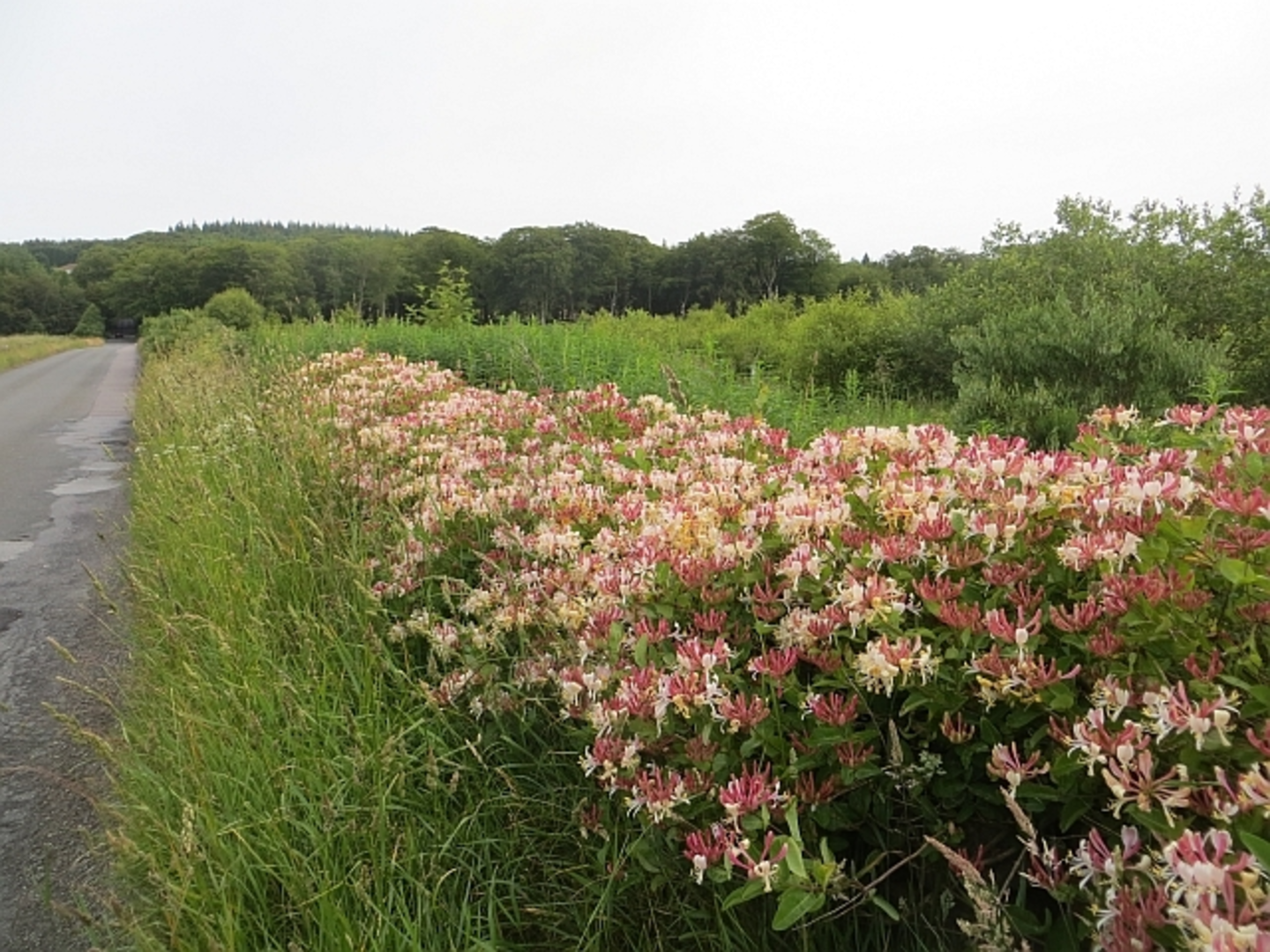 An image depicting the trail Warblers' Trail and its surrounding area.