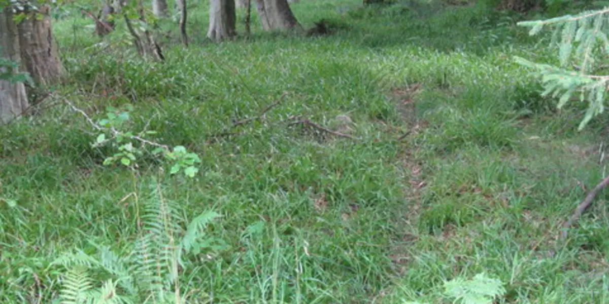 Pressmennan Wood near Stenton