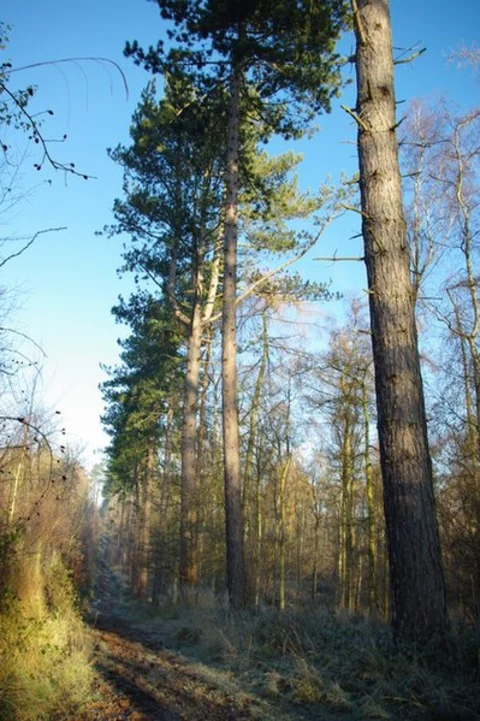 New End and Cookhill Loop