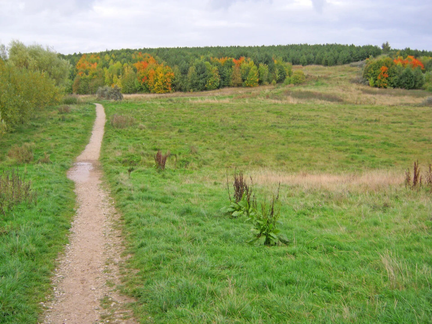 An image depicting the trail Silverhill Wood Loop and its surrounding area.