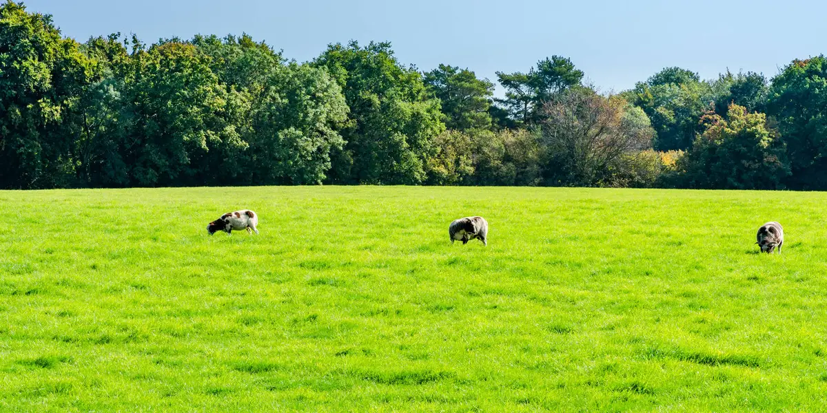 Dunstable Downs and Totternhoe from Robertson Corner