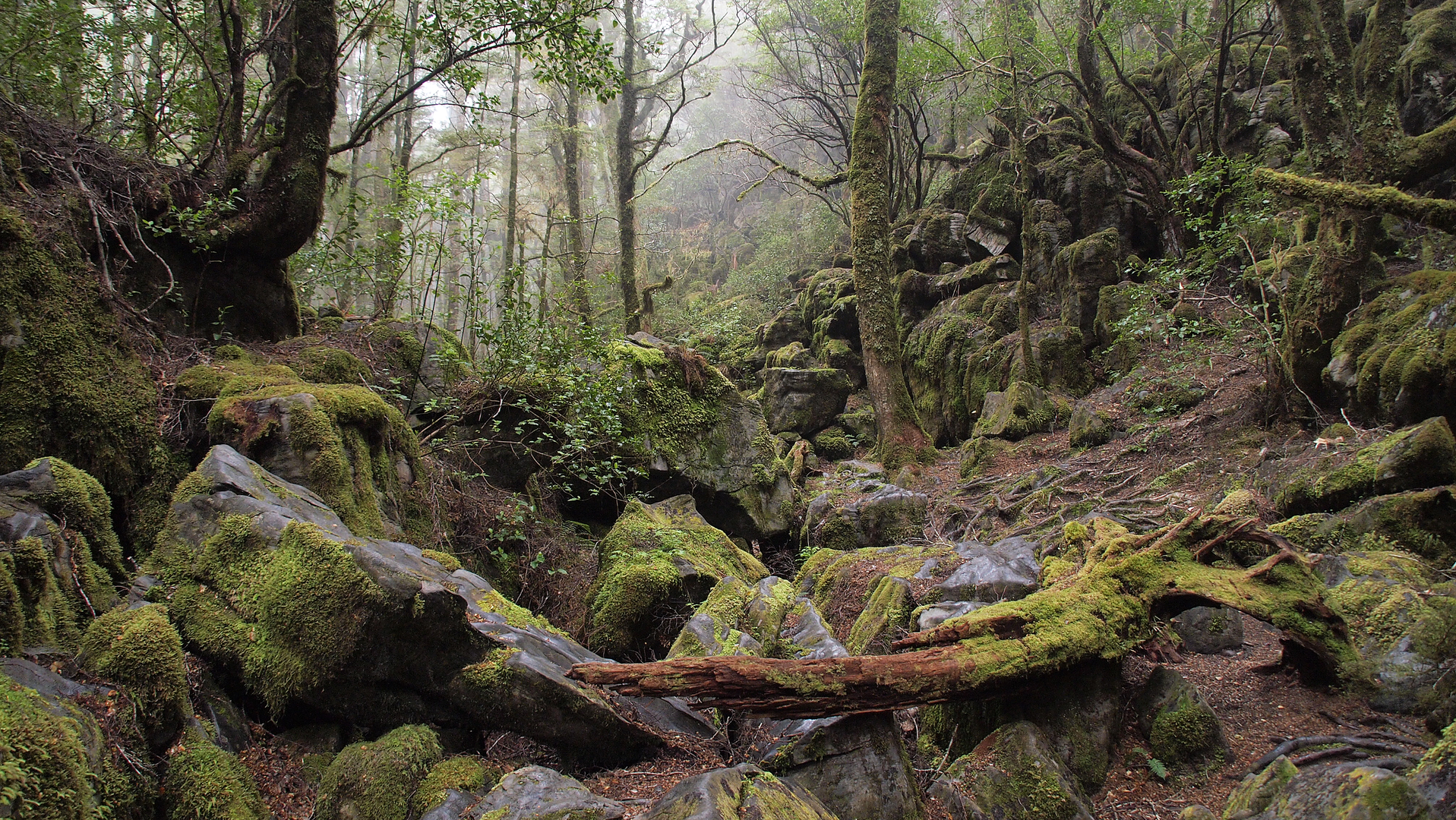 An image depicting the trail Harwoods Hole Track and its surrounding area.
