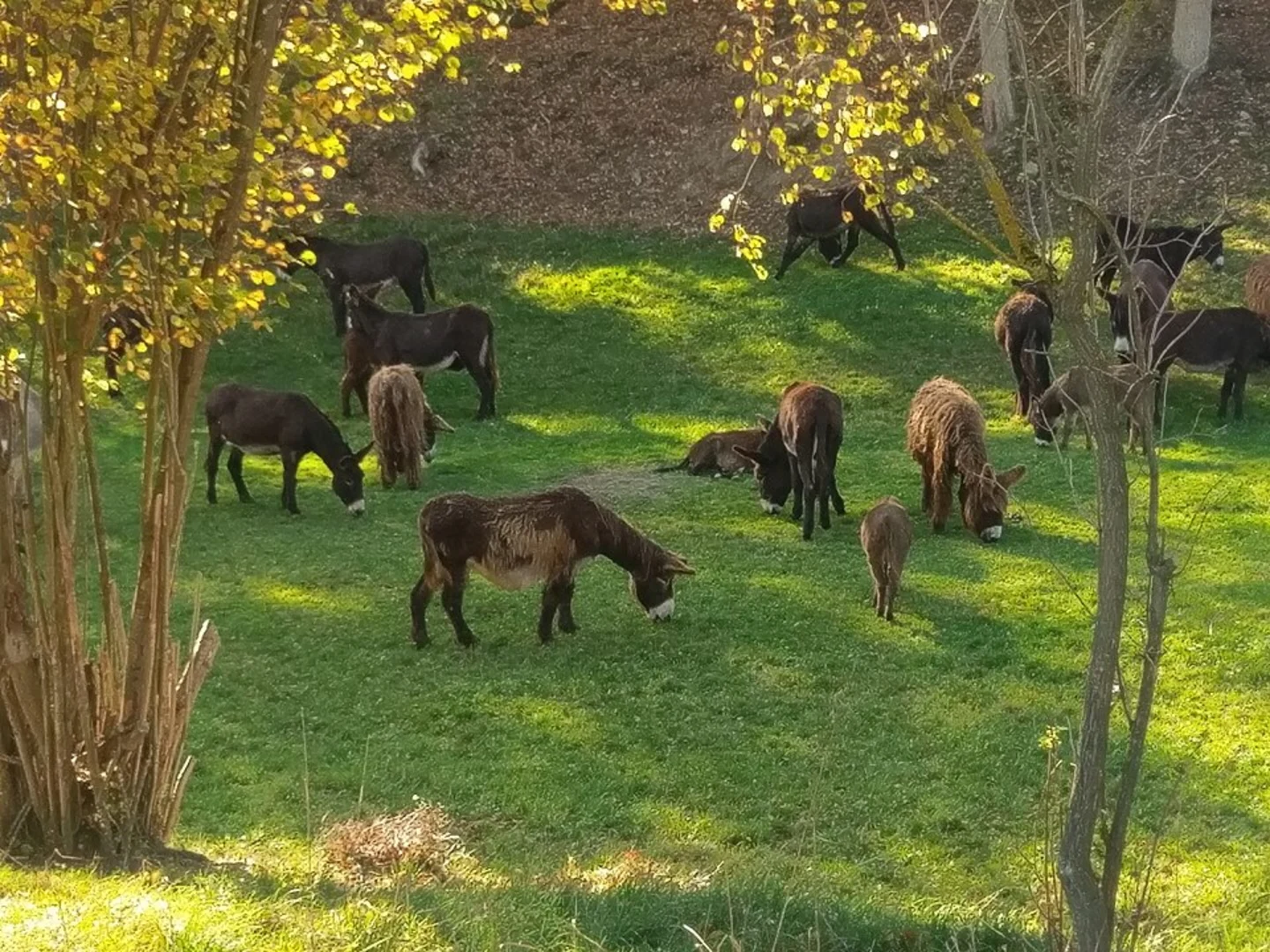 An image depicting the trail Rheinblick and Rheinsteig Loreley-Extratour Loop and its surrounding area.