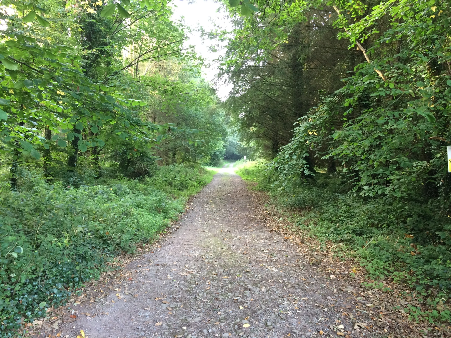 An image depicting the trail Castlemorris - Holly Loop and its surrounding area.