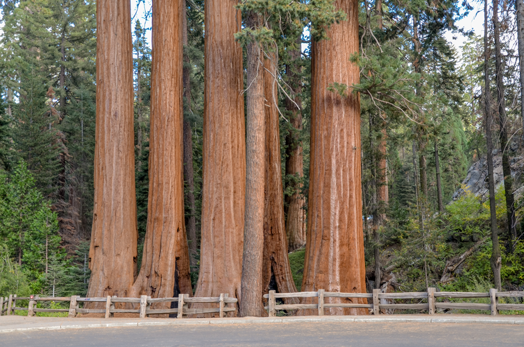 North Grove and Sunset Loop Trail