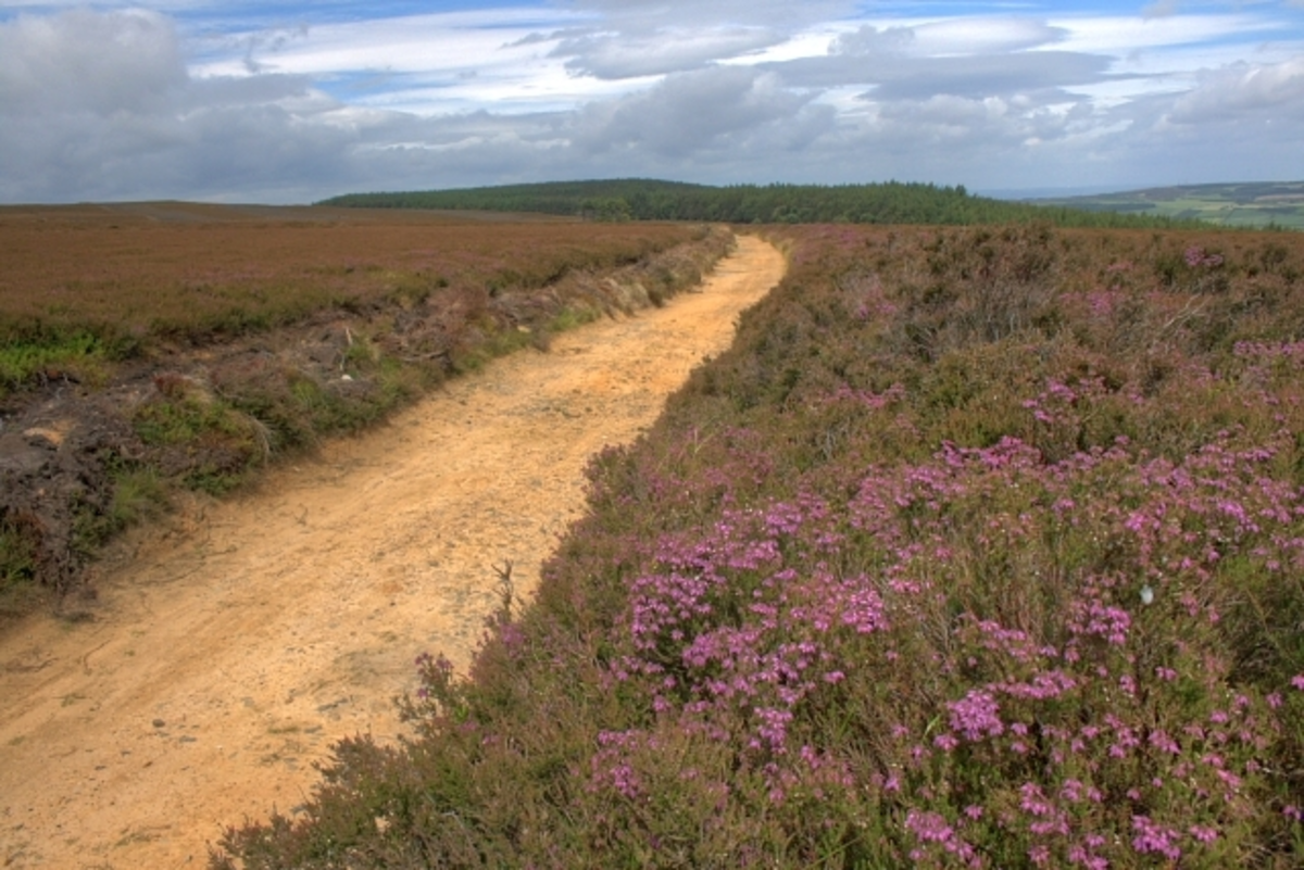 Hutton Lowcross Woods and Bousdale Wood Loop