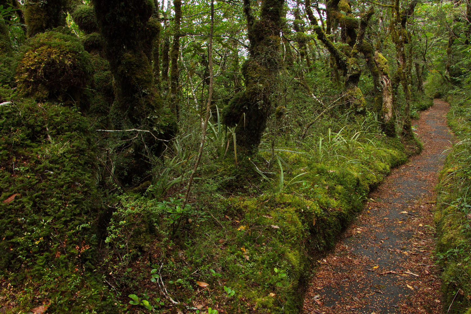 An image depicting the trail Whakapapanui Walking Track and its surrounding area.