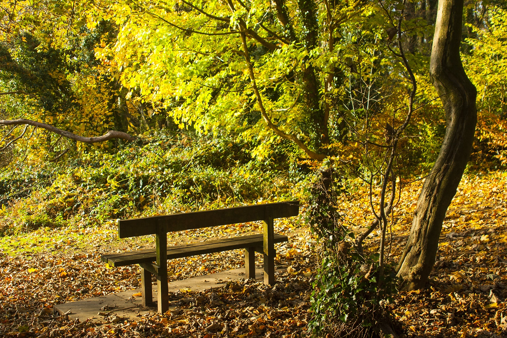 An image depicting the trail Killynether Wood and its surrounding area.