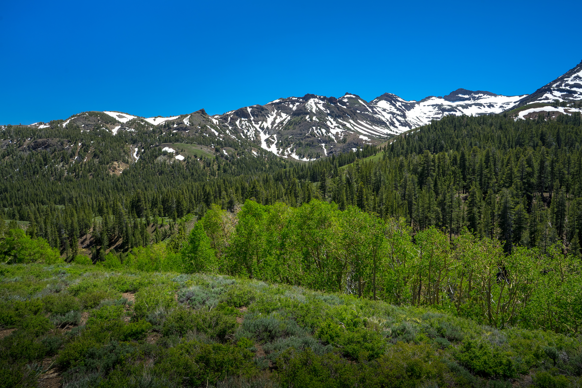 Leavitt Peak via Pacific Crest Trail and Sanora Pass