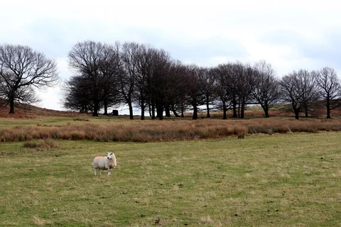 The Height and Wharncliffe Woods Loop
