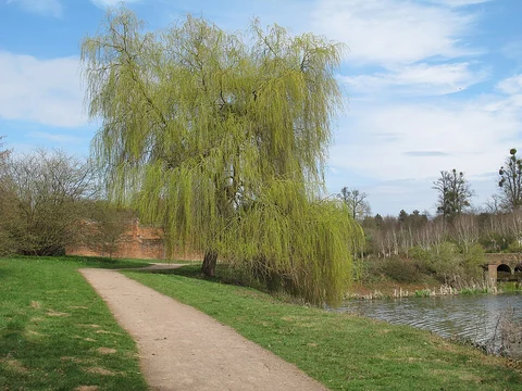 An image depicting the trail Marks Hall Arboretum Loop and its surrounding area.