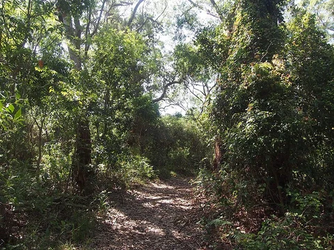 Lillypilly Loop Trail