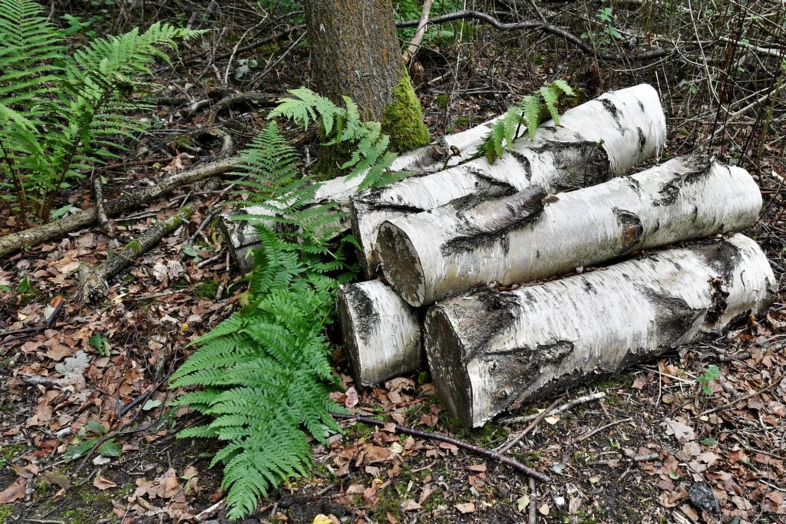 An image depicting the trail Sevenoaks Wildlife Reserve and its surrounding area.