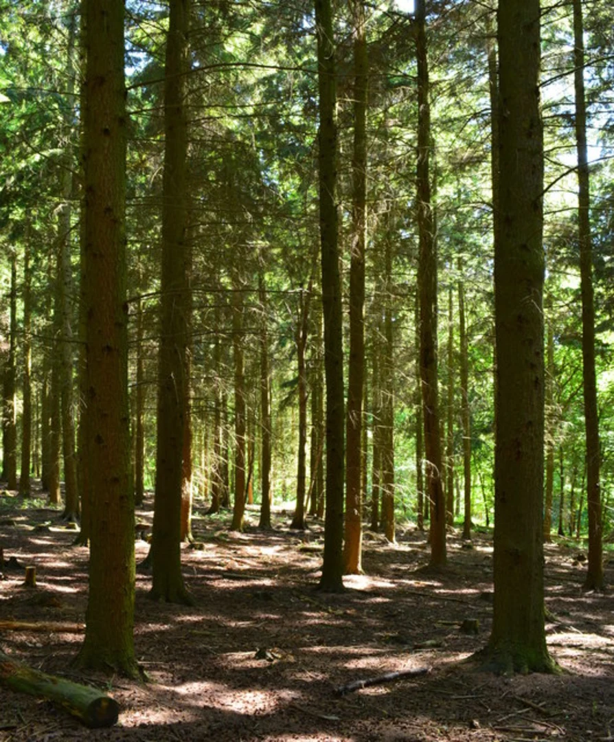 An image depicting the trail Vicarage Copse Walk and its surrounding area.