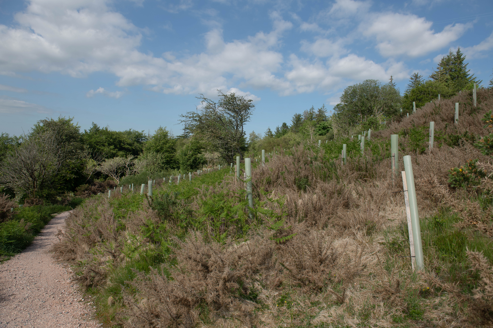 An image depicting the trail Fernworthy Reservoir to Winney's Down Route and its surrounding area.