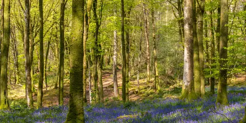 An image depicting the trail Mullaghmeen White Walk and its surrounding area.