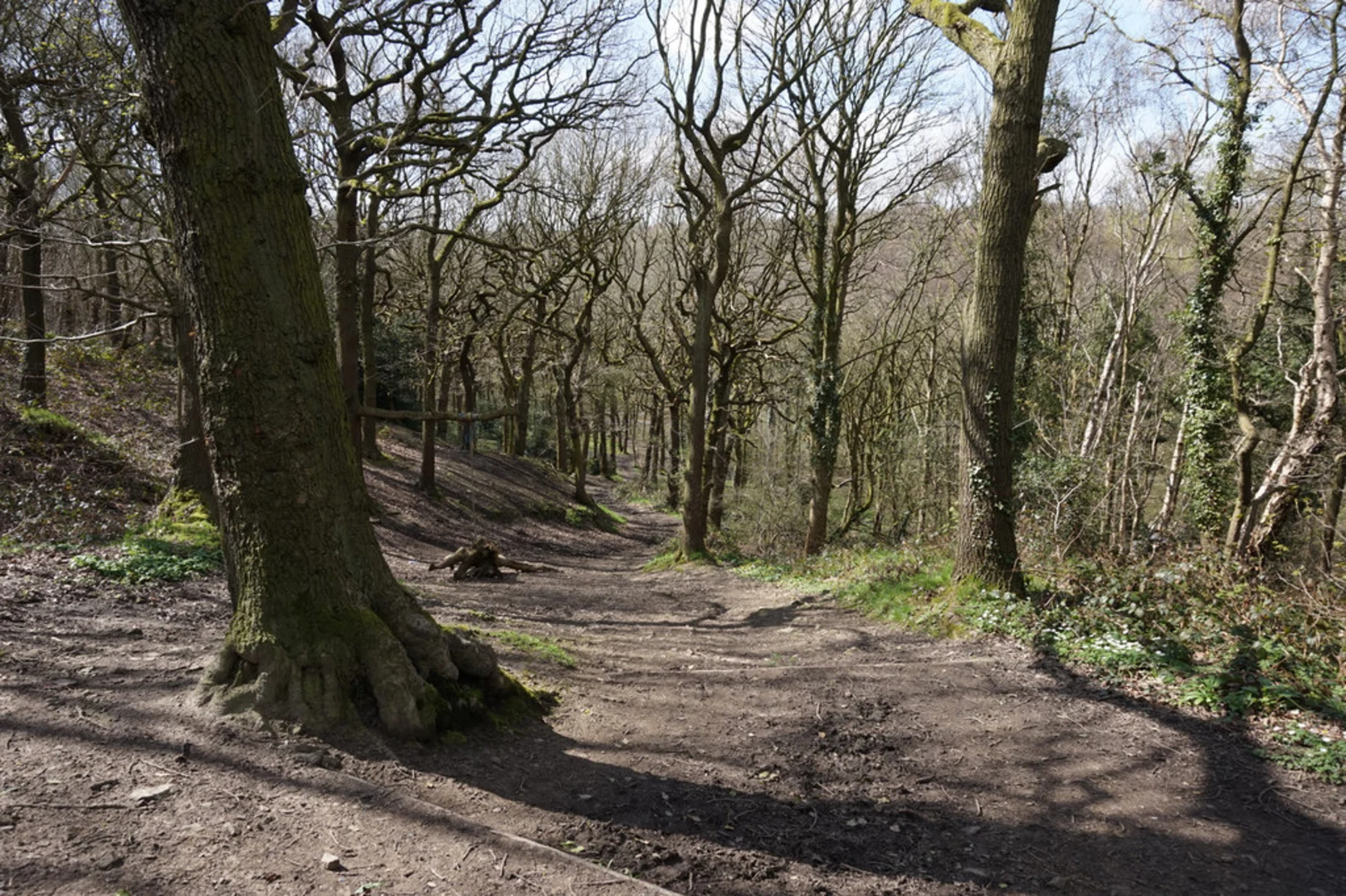 An image depicting the trail Stoneycliffe Wood Nature Reserve Loop and its surrounding area.
