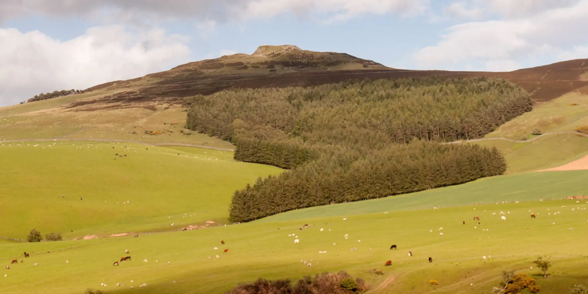 An image depicting the trail Rubers Law Loop via Gilboa Wood and its surrounding area.